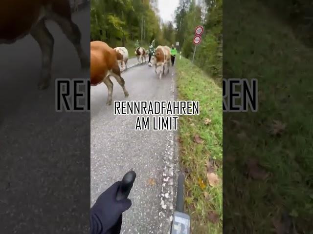 Rennradfahren am Limit - Tierische Begegnung am Sudelfeldpass!