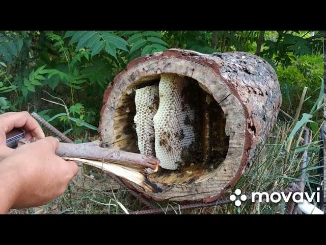 Борть.Колода для пчел. Почти Дикий мёд . Мёд из колоды, Южного Казахстана. Сотовый мёд 