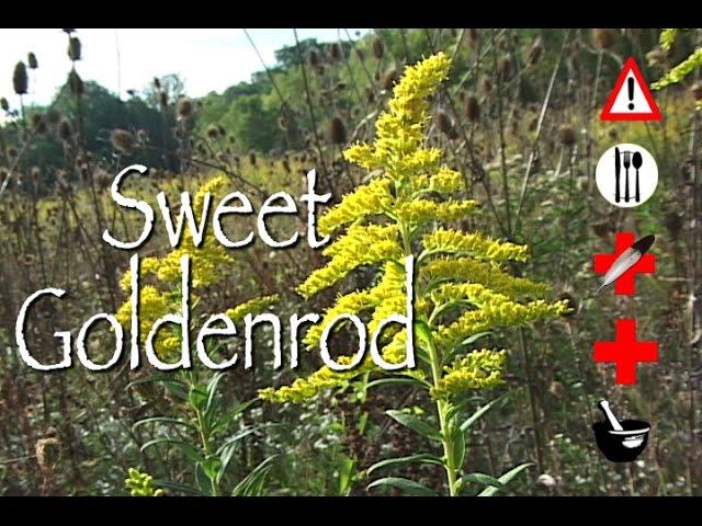 Sweet Goldenrod: Edible, Medicinal, Cautions & Other Uses