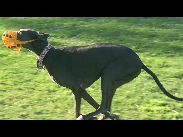 Greyhounds Chase the Fastest Husky at a Dog Park