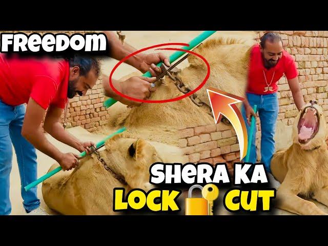 Shera Azad  Tala Bohat mushkil Sy Cut Kya | Animal Lover | Asif shero Wala