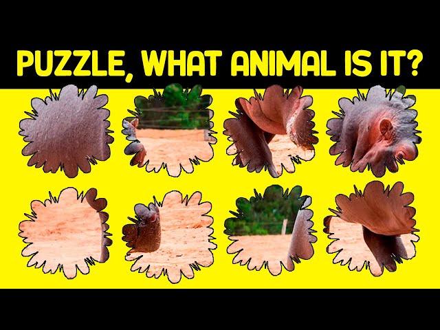 Complete all 30 animal PUZZLES. Can you get it in time? | WIKIFUN