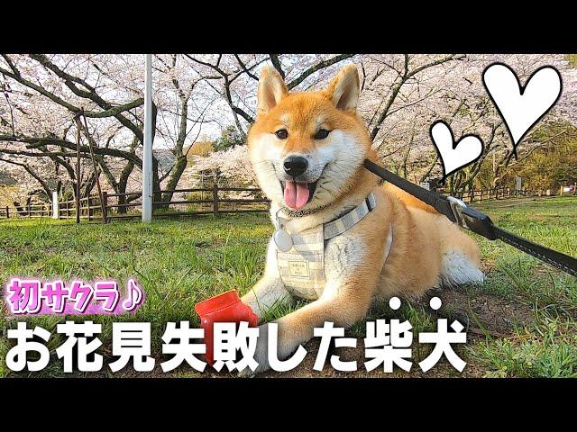 喧嘩勃発！初のお花見に大興奮の柴犬コマちゃんが最高にカワイイww【和風総分家の日常】