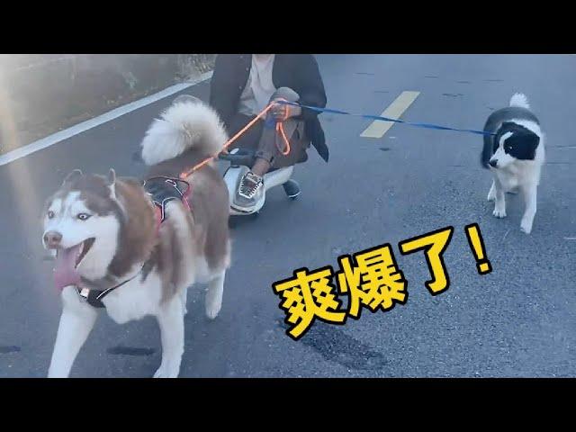 同樣是拉車，二哈是二哈，邊牧是邊牧，狗是狗！#husky #pets #cute #萌宠 #哈士奇