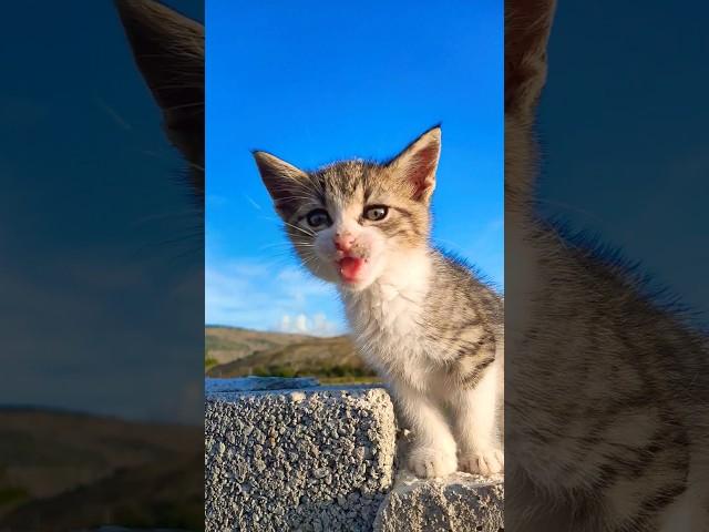 Meow moments #shorts #kitten #kitty #cutecats #cat