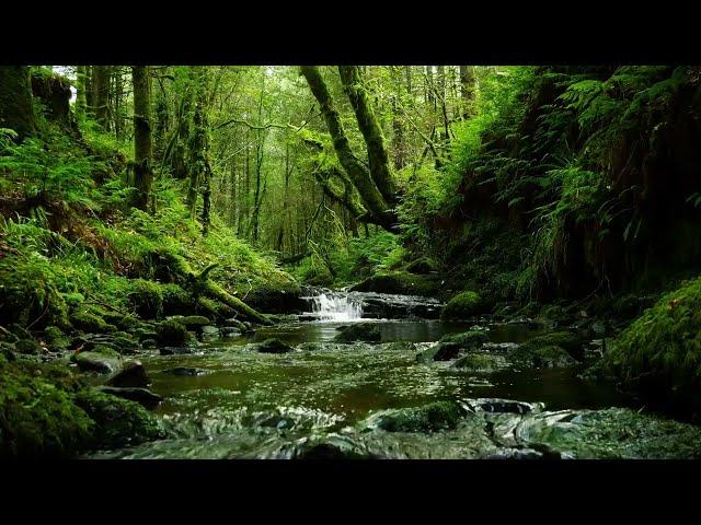 CALMING FOREST SOUNDS, BABBLING STREAM AND RELAXING BIRDSONG FOR SLEEP AND STRESS RELIEF