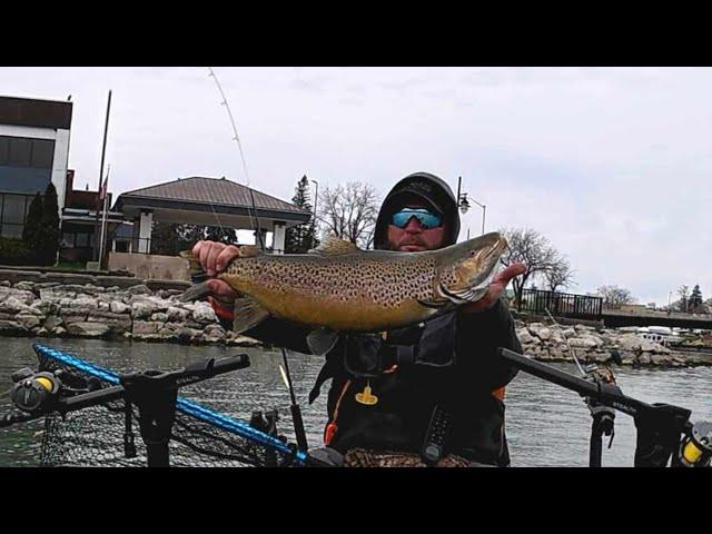  LIVE - Hot Brown Bite! Perch & Lakers Are In Chicago | Lake Michigan Fishing Report 11/30/24