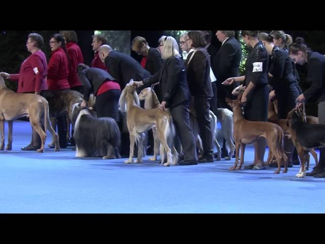 Helsinki Winner 6.12.2014 - ryhmäkilpailut ja Best in Show