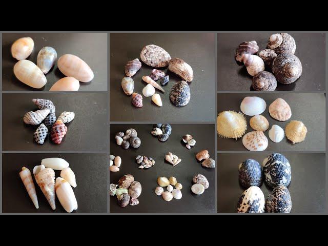Found some Seashells and Stones at Rushikonda Beach | SeaShells #SeaShells #Shells
