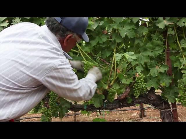 Grapevine Leaf Pulling and Thinning | How to Ripen Grapes on the Vine | Wine Education Videos