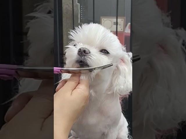 말티즈 얼컷 #강아지 #댕댕이 #말티즈