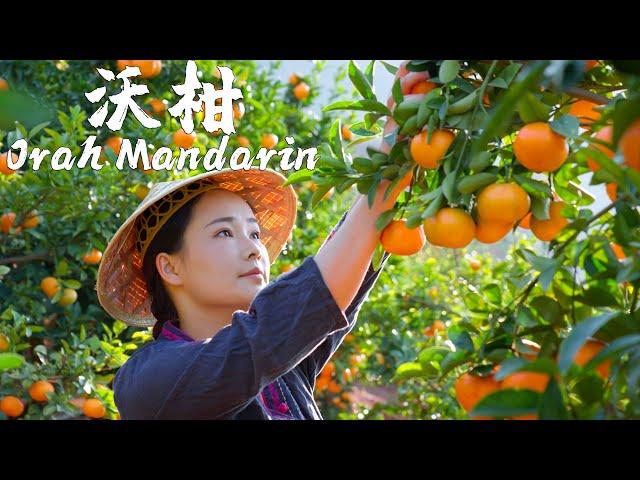 One Fruit for a Table - Orah Mandarin, An Irreplaceable Sweet and Sour Juicy Fruit