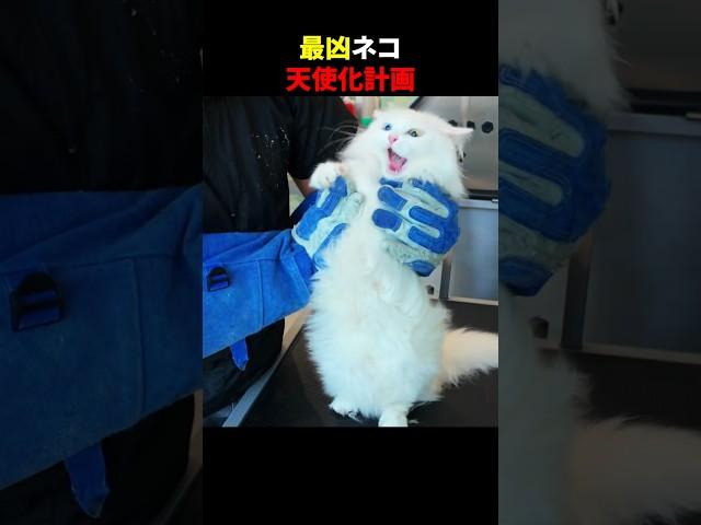 最凶ネコ 天使化計画 #ほっこりショート