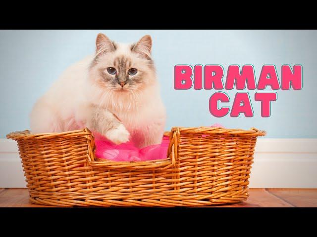 Birman Cat | What Makes the Birman Cat SO Special?!