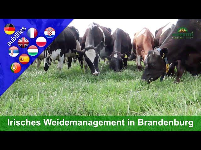 Innovative grazing - All-season grazing in Brandenburg (Paul Costello farm)