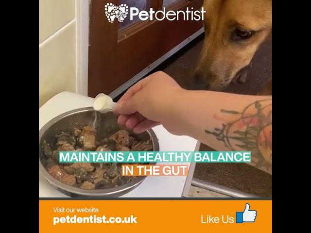 Probiotics Powder For Cats & Dogs | Petdentist