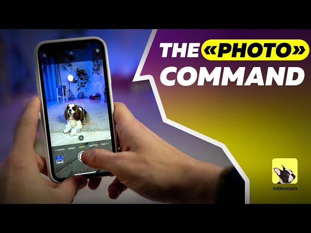 Dog Photography Tips | The Photo Command | EveryDoggy