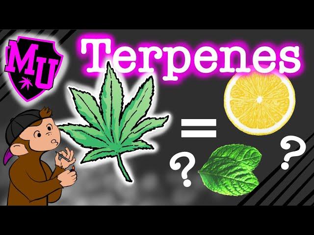 Terpenes | MOO-U | Part 2