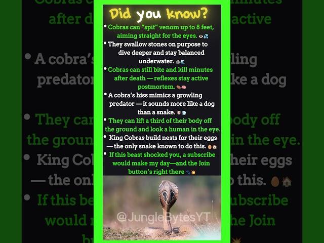 Did You Know Cobras Can Still Kill AFTER They Die?! 