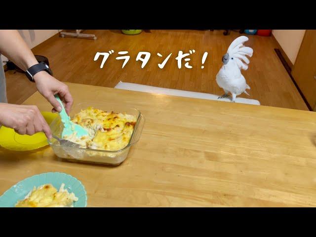 グラタンを見たときのオウムがまるで小さな男の子みたいだった