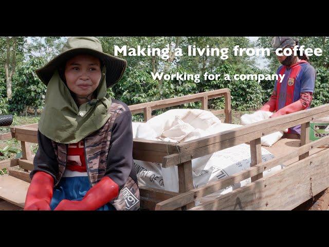 Making a living from coffee: Working for a company
