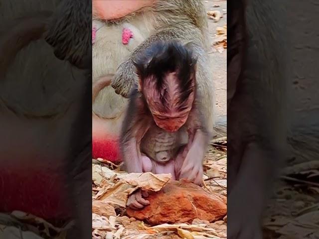 Look Love BB monkey #babymonkeys #babyprimates #babymokey #babymonkey #macaque #cute #baby #monkey