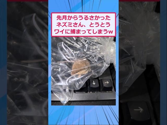ドブネズミ、捕まってしまうw【2ch面白いスレ】