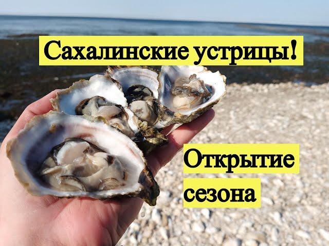 Сахалинские устрицы! Открытие сезона