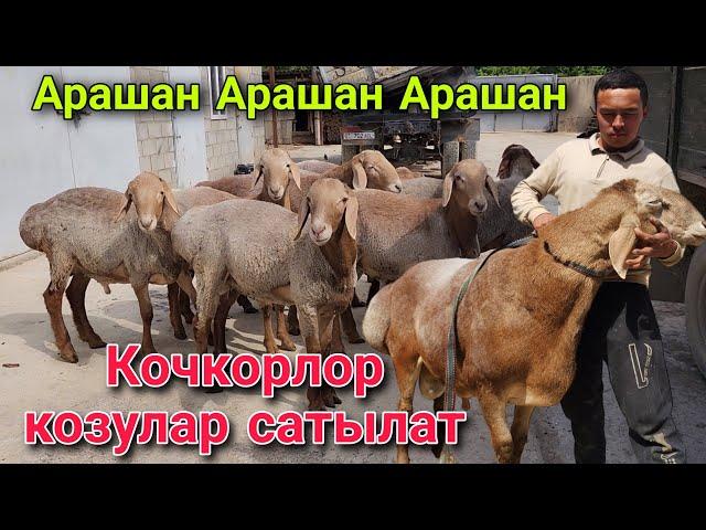 Арашан кочкорлор жана козулар сатылат