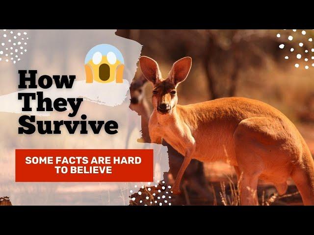 Red kangaroo Interesting Facts You'll Never Forget