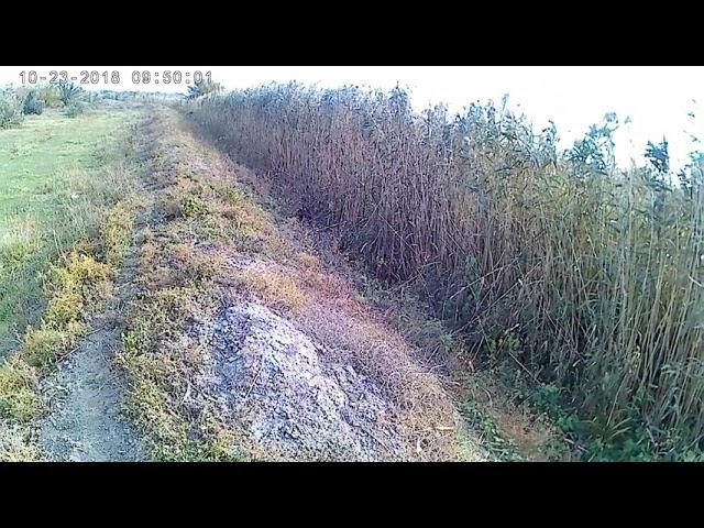 Курцхаар охота на фазан