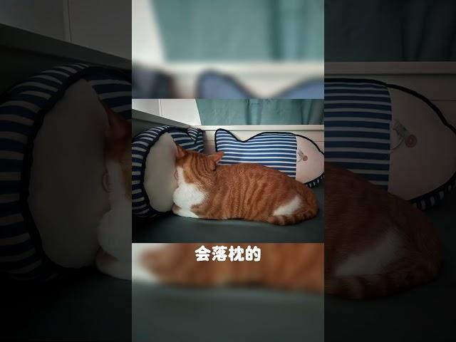 欣赏一下小猫咪奇奇怪怪的睡姿