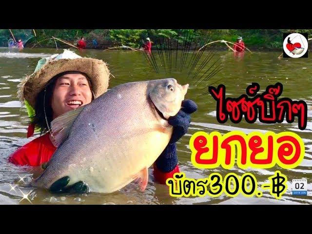 ยกยอ ได้ปลารวม100กิโล ►Fishing lifestyle Ep.291