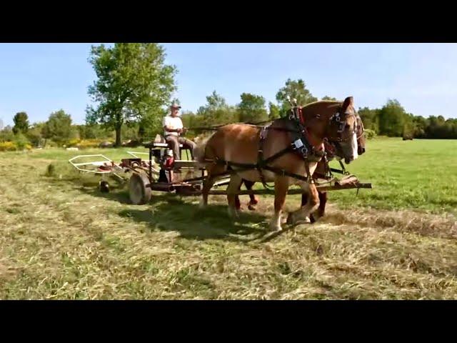 Tedding Hay with Horses and Power Takeoff Cart #685