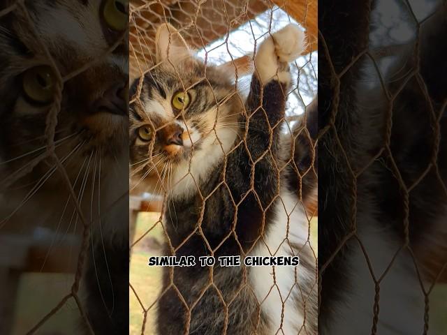 Tammy the Barn Cat - BIG Feathers Farm's Rat Slayer! 