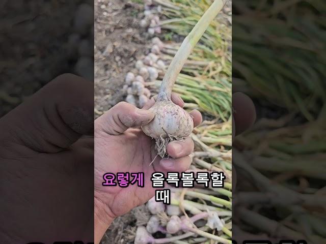 이럴때 마늘수확하셔야 수확량많습니다.