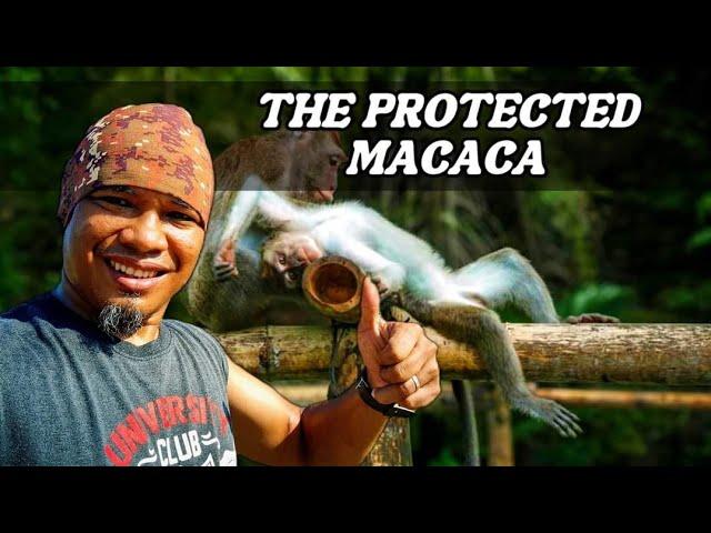 Revisiting The Monkey Sanctuary in Santa Catalina |Update Video