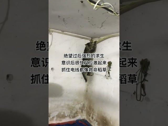 生命无价，但菜市场的肉食动物是可以用前去衡量的，不爱请别伤害#我和流浪猫的故事_Part_003 | @StoryTimewithCats