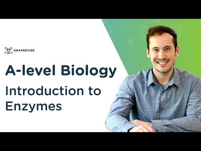 Introduction to Enzymes | A-level Biology | OCR, AQA, Edexcel