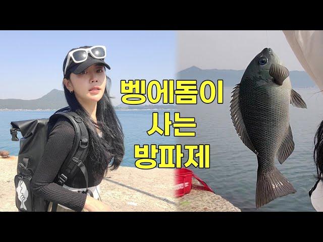 [낚시] 벵에돔을 만날 수 있는 방파제~ 인싸 벵에돔 /fishing/メジナ