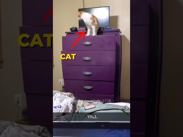 Cats Being Idiots  #shorts