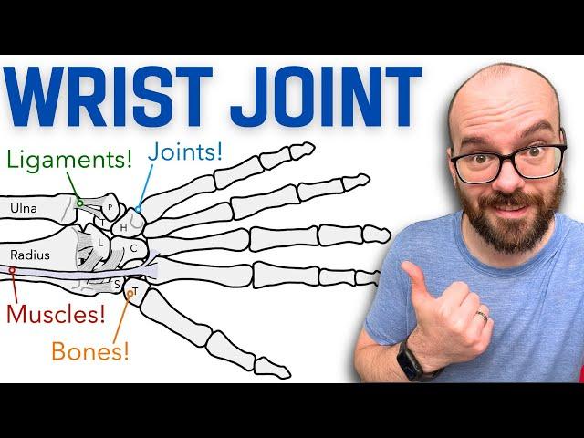 Anatomy of the Wrist (Radiocarpal) Joint | Bones, Ligaments, and Muscles