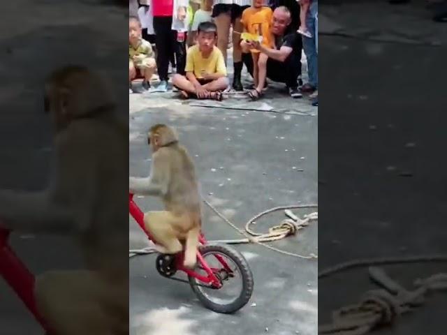 monkey  circus performance