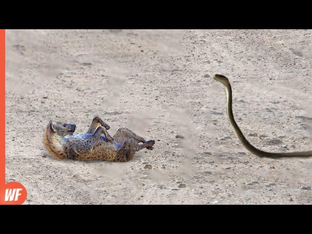 When a Hyena Got Bitten by Black Mamba..It Died in Seconds