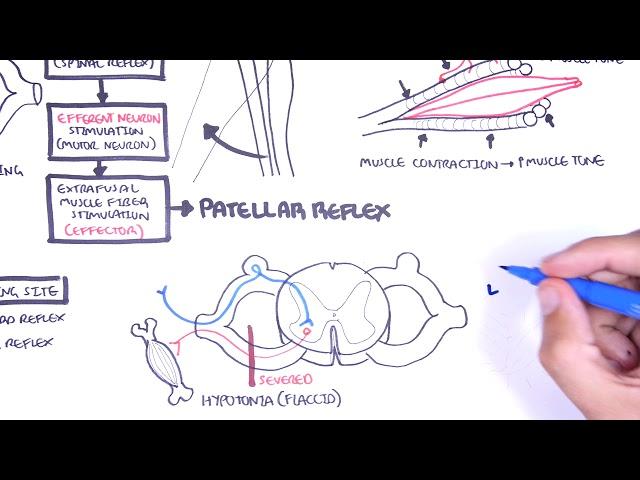 Introduction to how reflexes work - reflex arc, monosynaptic and polysynaptic reflexes