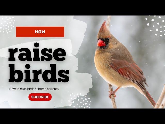 Raising pigeons at home in the correct way تربية الحمام في المنزل