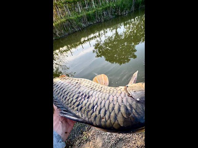 Літаючий Короп велетень) #shorts #короп #сазан #СвітПрироди #NaturalWorld #українською #carpfishing