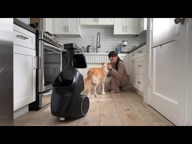 ORo - Your Dog’s Pawfect Companion