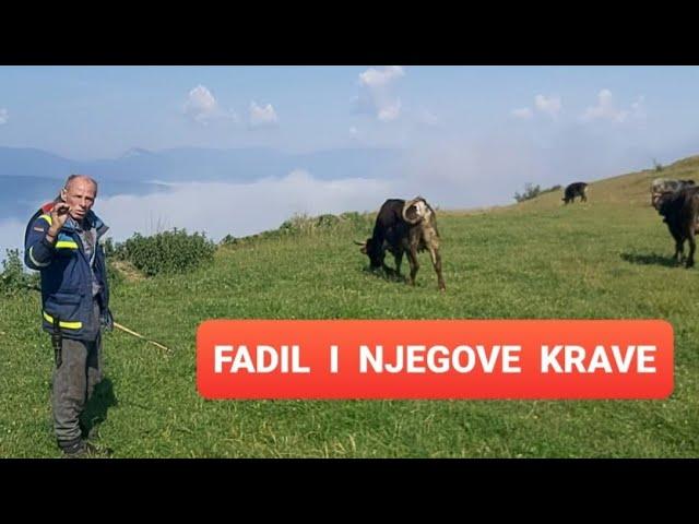 Najpoznatije stado u Bosni je sa Fadilom u ispaši