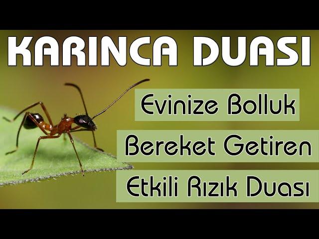 Karınca duası dinle Bereket Rızık duası dinle 99 Kere ( Evinize Bol Rızık için KARINCA DUASI )